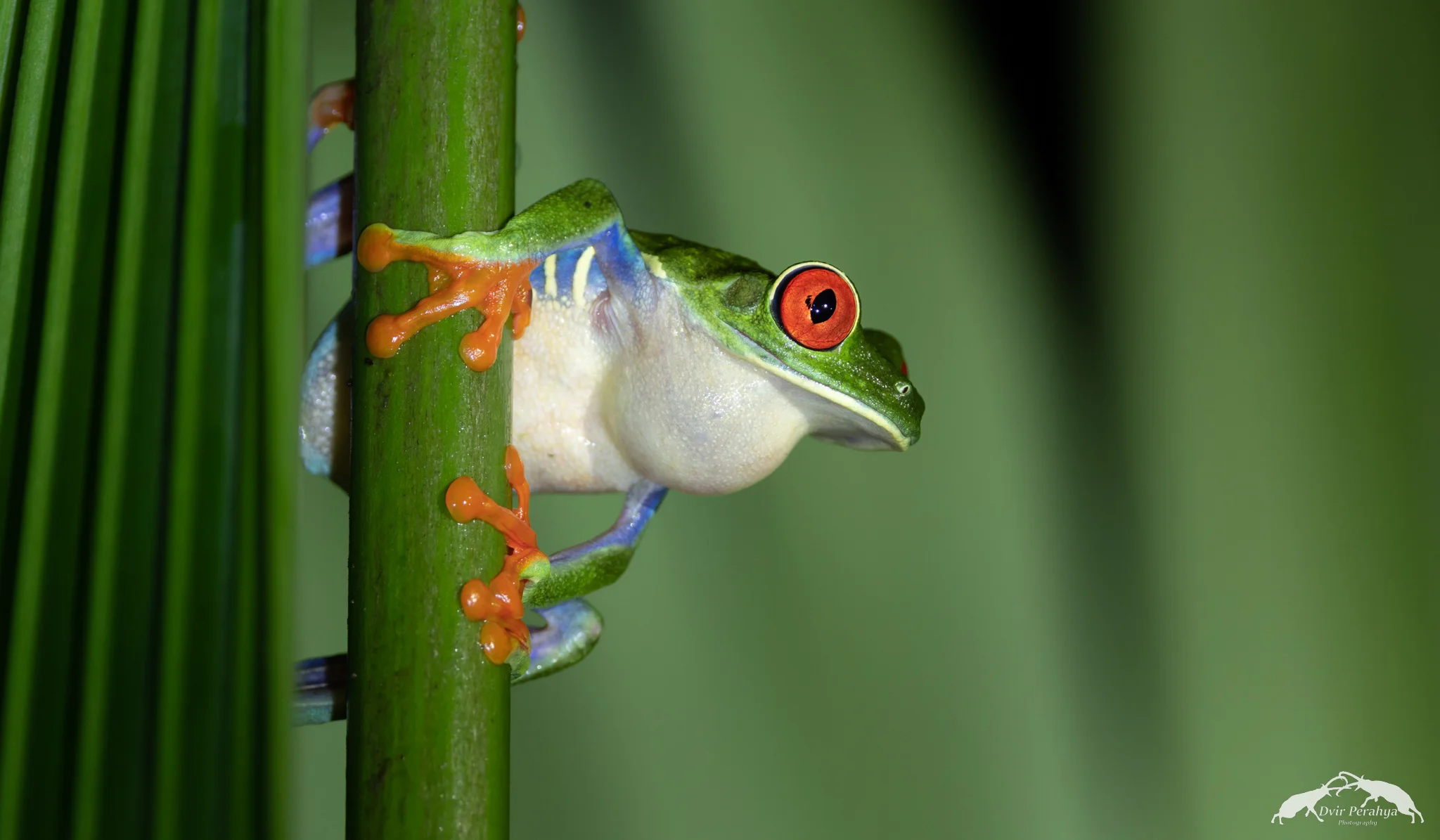 Costa Rica Wildlife
